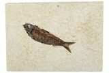 Fossil Fish (Knightia) - Wyoming #295629-1